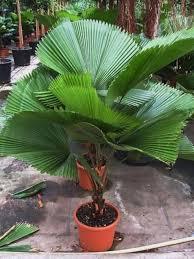 Licuala Grandis Plant With Pot