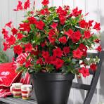 Mandevilla Red Plant With Pot