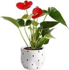 Costas Red Plant With Pot