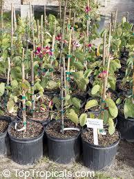 Bauhinia Blakeana Plant With Pot