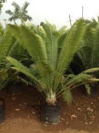 Cycas Circinalis Plant With Pot