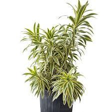 Pleomele Reflexa Variegata Plant With Pot