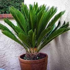 Cycas Circinalis Plant With Pot