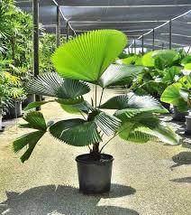 Licuala Grandis Plant With Pot