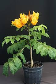 Spathodea Yellow Plant With Pot