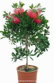 Callistemon Polandii Pink Plant With Pot