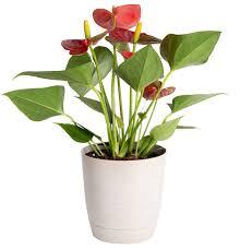Costas Red Plant With Pot