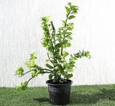 Spathodea Yellow Plant With Pot