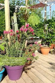 Callistemon Polandii Pink Plant With Pot