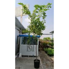Millingtonia Plant With Pot