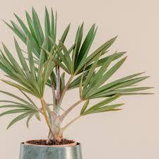 Latania Lontaroides Plant With Pot