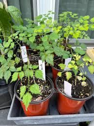 Millingtonia Plant With Pot
