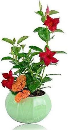 Mandevilla Red Plant With Pot