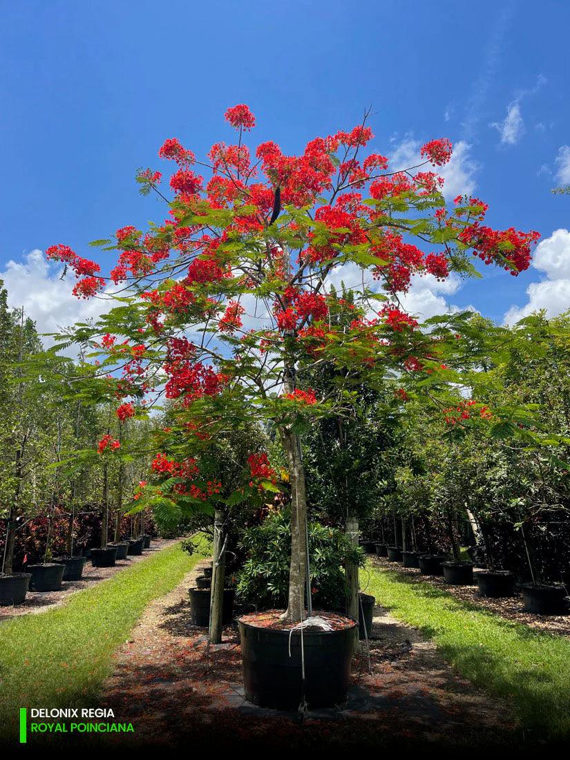 Delonix Regia Plant With Pot