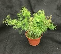 Asparagus Myriocladus Plant With Pot