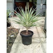 Yucca Silverstar Plant With Pot