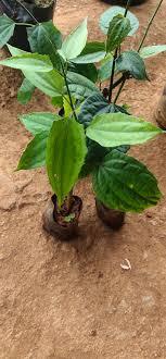 Thunbergia Mysorensis Plant With Pot