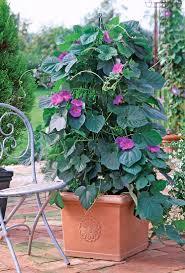 Ipomoea Learii Plant With Pot