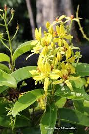 Tristellateia Australasiae Plant With Pot