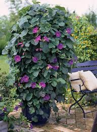 Ipomoea Learii Plant With Pot