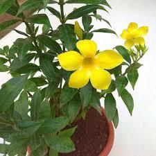 Allamanda Yellow Plant With Pot