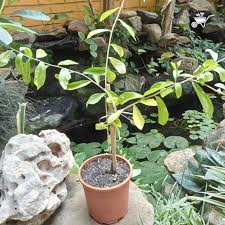 Vernonia Elaeagnifolia Plant With Pot