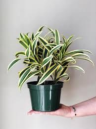 Pleomele Reflexa Variegata Plant With Pot