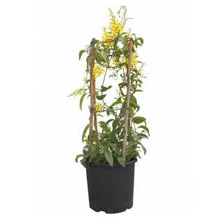 Tristellateia Australasiae Plant With Pot