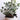 Ficus Triangularis Variegata Plant With Pot