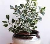 Ficus Triangularis Variegata Plant With Pot