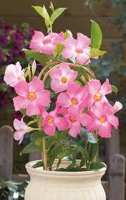 Mandevilla Pink Plant With Pot