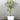 Ficus Triangularis Variegata Plant With Pot