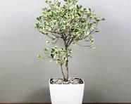 Ficus Triangularis Variegata Plant With Pot