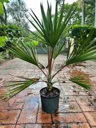 Latania Lontaroides Plant With Pot