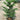 Araucaria Plant With Pot