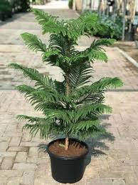 Araucaria Plant With Pot