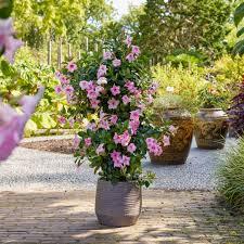 Mandevilla Pink Plant With Pot