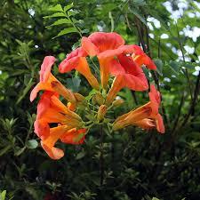 Campsis Radicans Plant With Pot