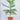 Araucaria Plant With Pot