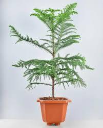 Araucaria Plant With Pot