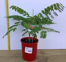 Delonix Regia Plant With Pot
