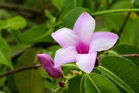 Cryptostegia Grandiflora Plant With Pot