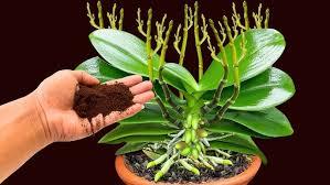 Cryptostegia Grandiflora Plant With Pot