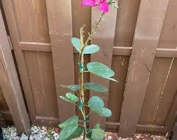 Bauhinia Blakeana Plant With Pot