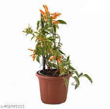 Pyrostegia Venusta Winter Plant With Pot