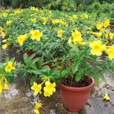 Allamanda Yellow Plant With Pot