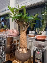 Adansonia Digitata Plant With Pot