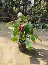 Thunbergia Mysorensis Plant With Pot