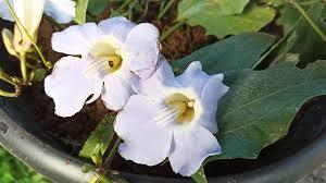 Thunbergia Fragrans Plant With Pot