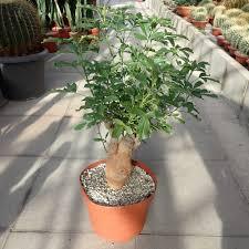 Adansonia Digitata Plant With Pot